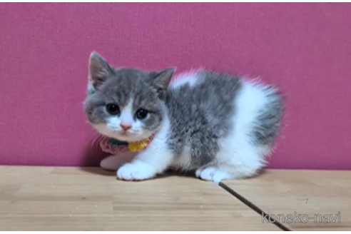 成約済の東京都のマンチカン(短足)-106373の4枚目